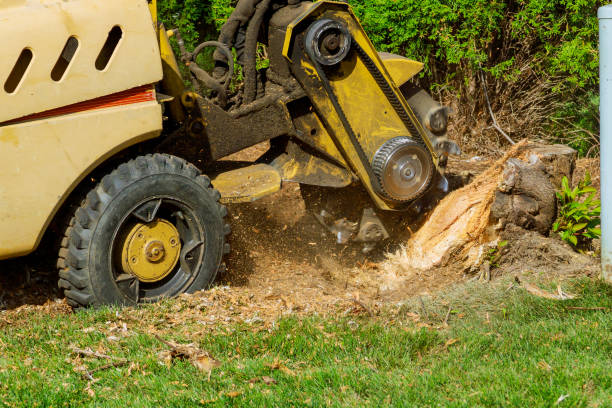 Best Tree Preservation Services  in Golden Valley, AZ