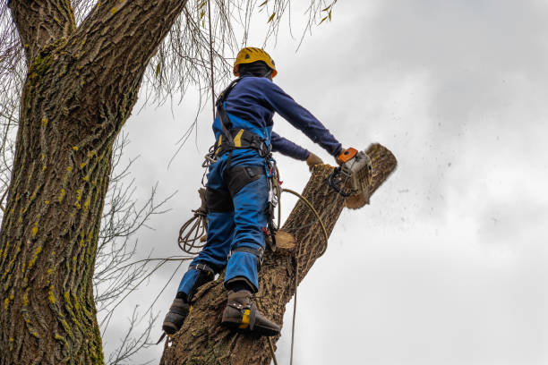 Trusted Golden Valley, AZ Tree Care Services Experts