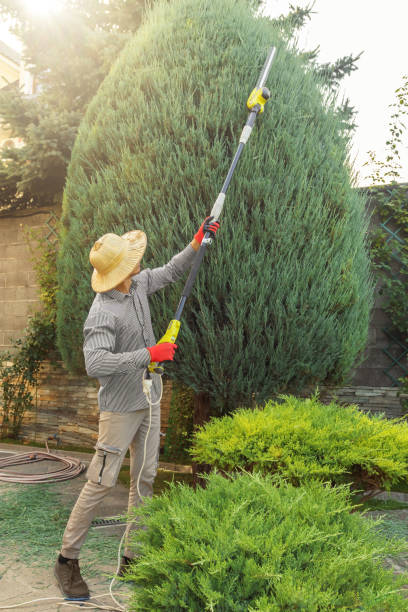 Best Emergency Tree Removal  in Golden Valley, AZ